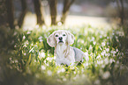 female Beagle