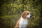 brown-and-white Beagle