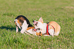 2 playing dogs