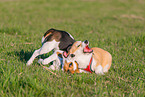 2 playing dogs