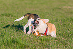 2 playing dogs