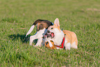 2 playing dogs