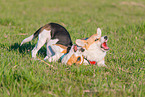 2 playing dogs