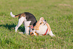 2 playing dogs