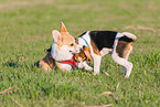 2 playing dogs