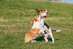 2 playing dogs