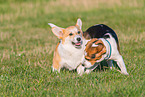 2 playing dogs