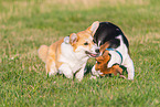 2 playing dogs