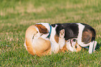2 playing dogs