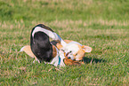 2 playing dogs