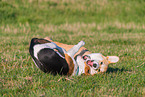 2 playing dogs