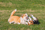 2 playing dogs