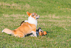 2 playing dogs