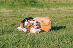 2 playing dogs