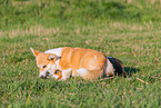 2 playing dogs
