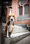 female Beagle
