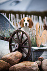 young Beagle