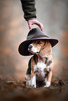 female Beagle