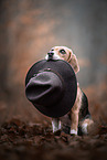 female Beagle