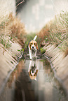female Beagle