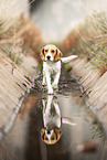 female Beagle