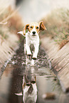 female Beagle