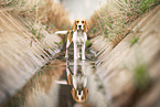 female Beagle