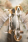 female Beagle