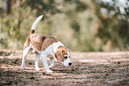 adult Beagle