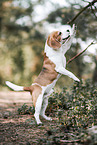 adult Beagle
