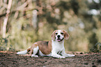 adult Beagle