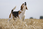 male Beagle