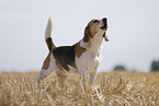male Beagle