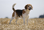 male Beagle