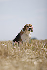 male Beagle