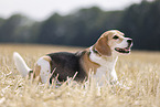 male Beagle