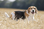 male Beagle