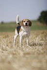 male Beagle