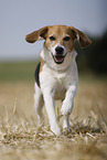 male Beagle