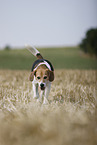 male Beagle