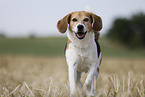 male Beagle