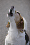 male Beagle
