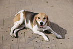 male Beagle