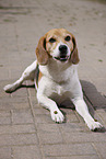 male Beagle