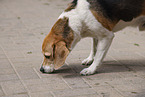 male Beagle