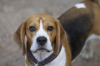 Beagle