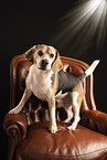 Beagle
