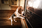 Beagle