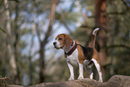 Beagle
