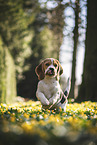 young Beagle